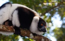 Indri Lemur, Family wildlife Madagascar holiday