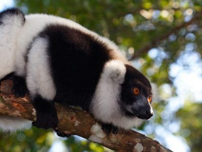 Indri Lemur, Family wildlife Madagascar holiday