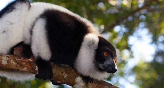 Indri Lemur, Family wildlife Madagascar holiday